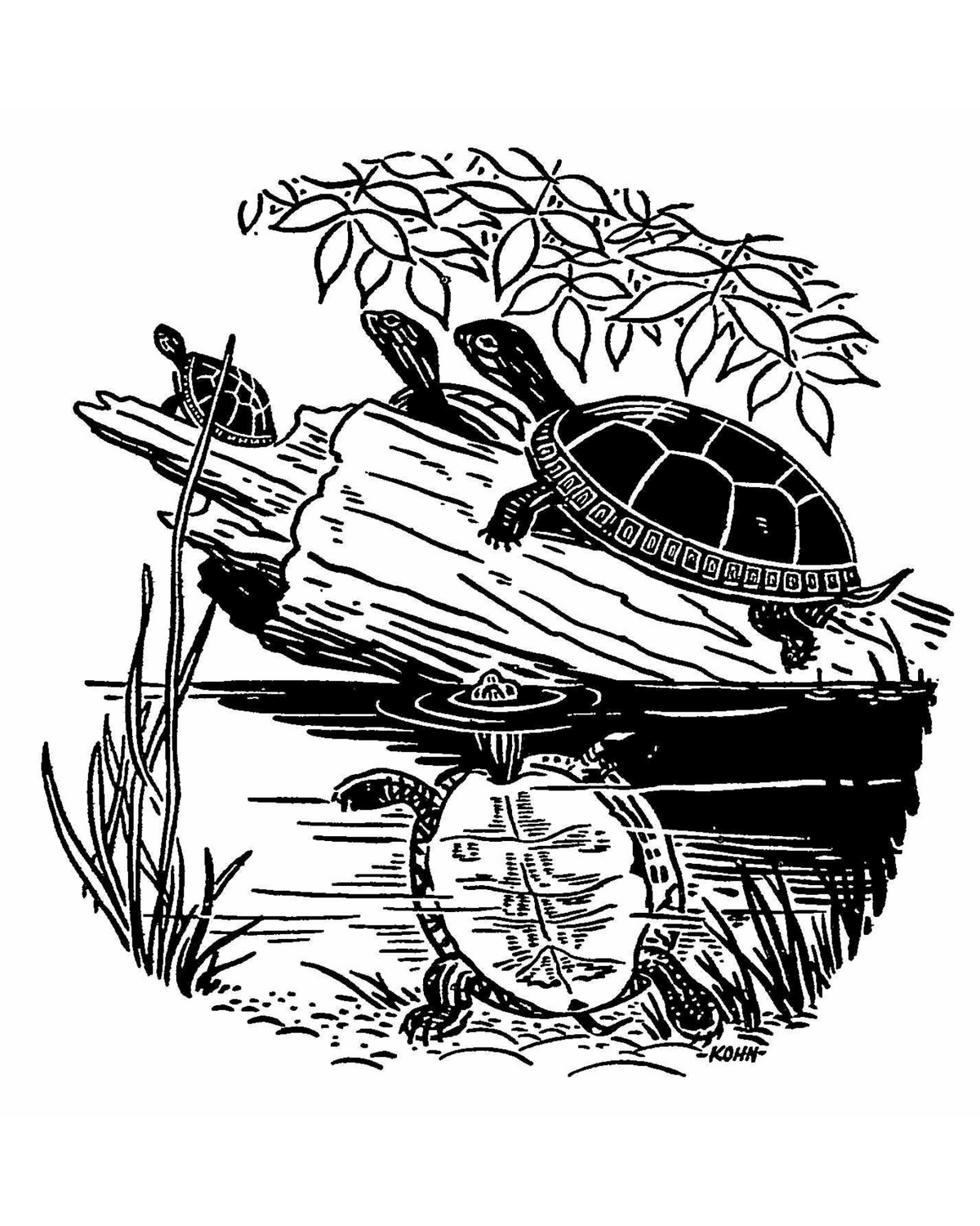 Black-and-white illustration by Harold E. Kohn of turtles on a log and in the water
