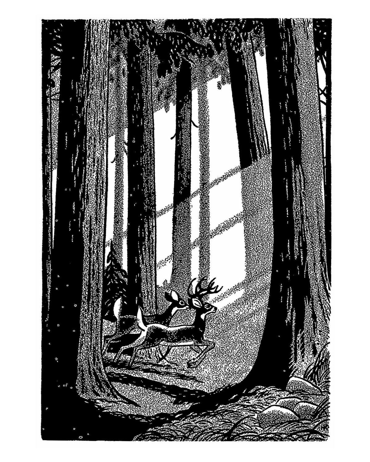 Black-and-white illustration by Harold E. Kohn of a buck and doe whitetail deer running through a forest with rays of sun