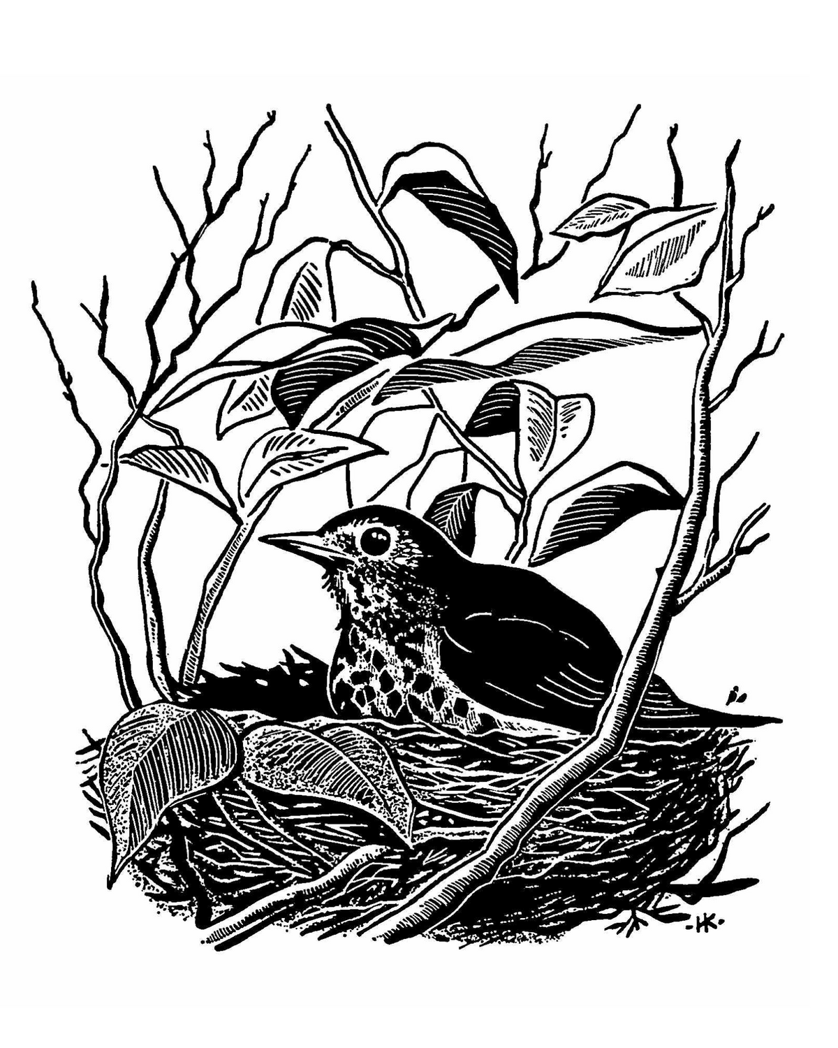 Black-and-white illustration by Harold E. Kohn of a robin bird in a nest