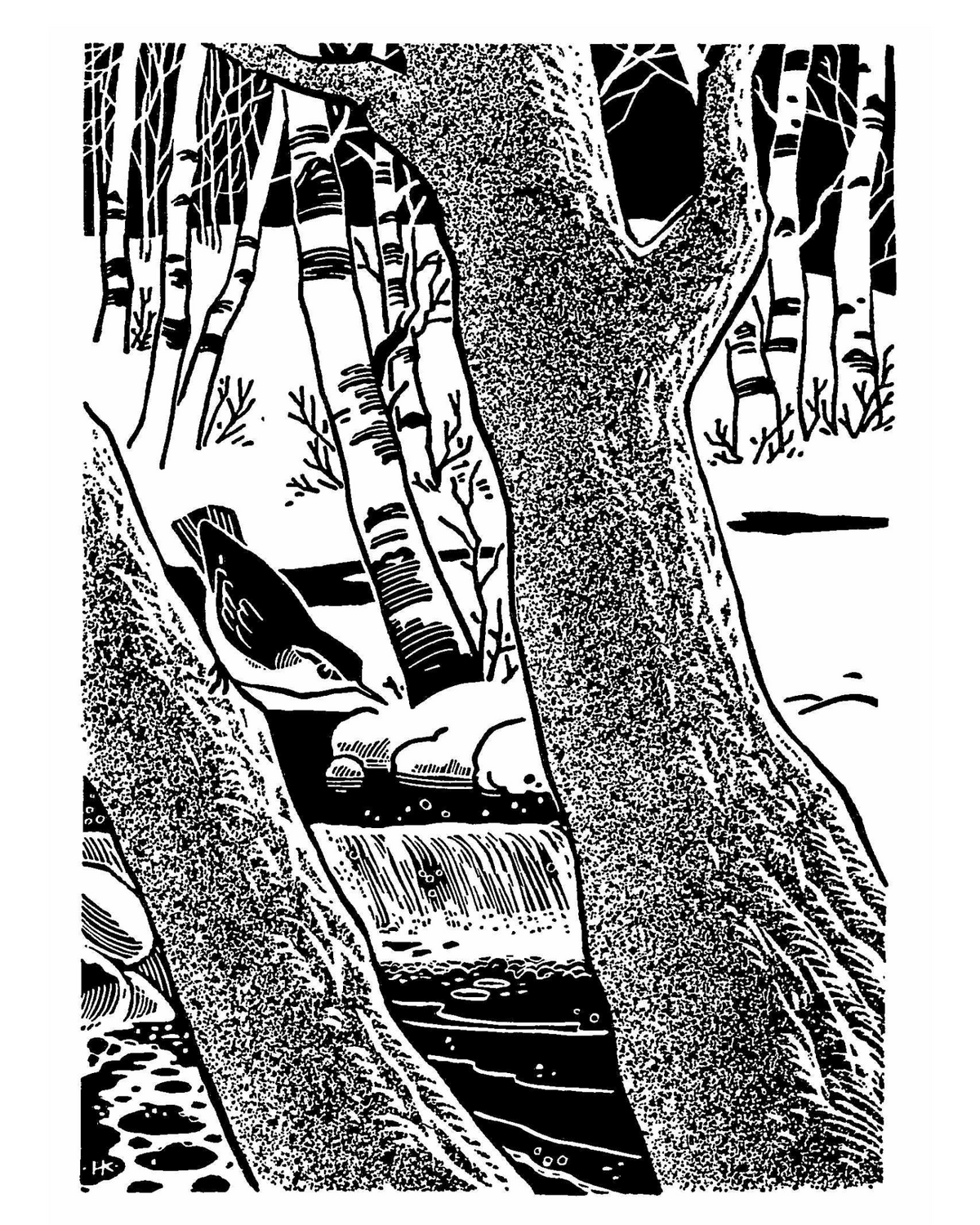 Black-and-white illustration by Harold E. Kohn of a bird on a tree with a waterfall in the background and snow and birch trees