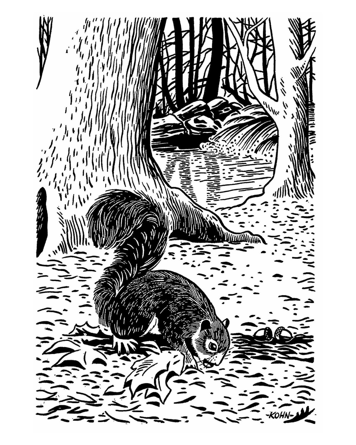 Black-and-white illustration by Harold E. Kohn of a squirrel in the fall with acorns and leaves